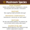 Om Mushroom Superfood - Master Blend Plant‑Based Protein - Creamy Chocolate - 518g - 14 Servings - Image 5