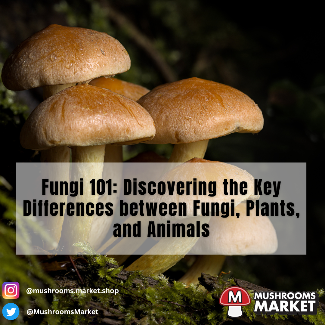 Fungi 101 Discovering the Key Differences between Fungi, Plants, and
